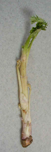 wpe17.jpg (10140 �o�C�g)